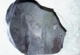 Tobillas. N. FSS_FJJ_S.1/SS.267-003