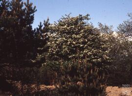 Sierra de Entzia. N. FSS_FJJ_S.1/SS.259-001