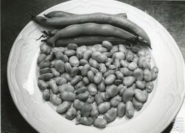 Platos gastronómicos. N. FSS_AG_S8/N.0093-002