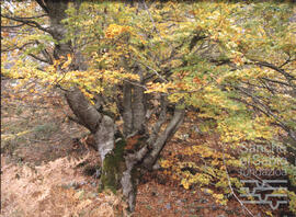 Árboles y pinares alaveses. N. CV-CP-S7/SS.3.1-006