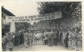 Concursos de ganado vacuno en Llodio (Álava). N. CV-CP-S3/SS.3.1-008