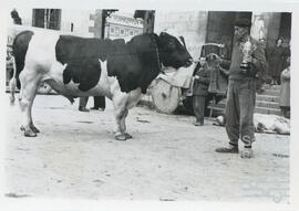Concursos de ganado vacuno en Llodio (Álava). N. CV-CP-S3/SS.3.1-015