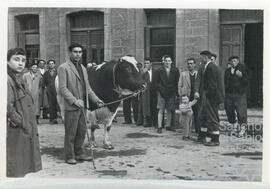 Concursos de ganado vacuno en Llodio (Álava). N. CV-CP-S3/SS.3.1-013