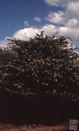 Sierra de Entzia. N. FSS_FJJ_S.1/SS.259-002