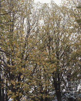 Árboles y pinares alaveses. N. CV-CP-S7/SS.3.1-002